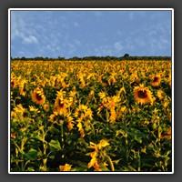 Between Lugoj and Timisoara: Sunflowers