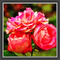 Roses in Alba Iulia