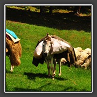 On the road to Paltinis: Donkeys shepherding a flock of sheep