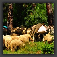 On the road to Paltinis: Donkeys shepherding a flock of sheep