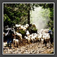 Hiking through the Cindrel Mountains; Sheep on the road