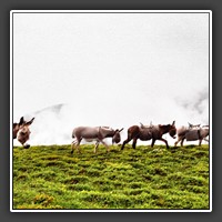 Hiking through the Cindrel Mountains: Donkeys in the Fog