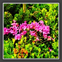 Hiking through the Cindrel Mountains: Alpenrose [Rhododendron hirsutum] -- rare, protected mountain flora