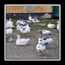 Geese in Mălâncrav/Malmkrog